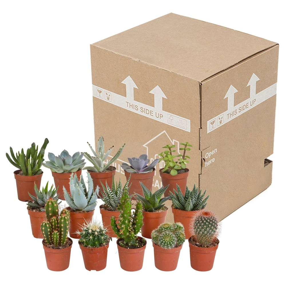 Cactus Et Succulentes, Box De 15 Plantes - H8cm, ø5,5cm - Plantes D'intérieur – Image 3