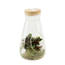 Terrarium Bambino 1 Plante D'intérieur, D12 X H23cm