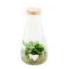 Terrarium Bambino 2 Plantes D'intérieur, D14 X H27cm