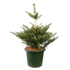 Abies Koreana 'Molli' Pot D6cm