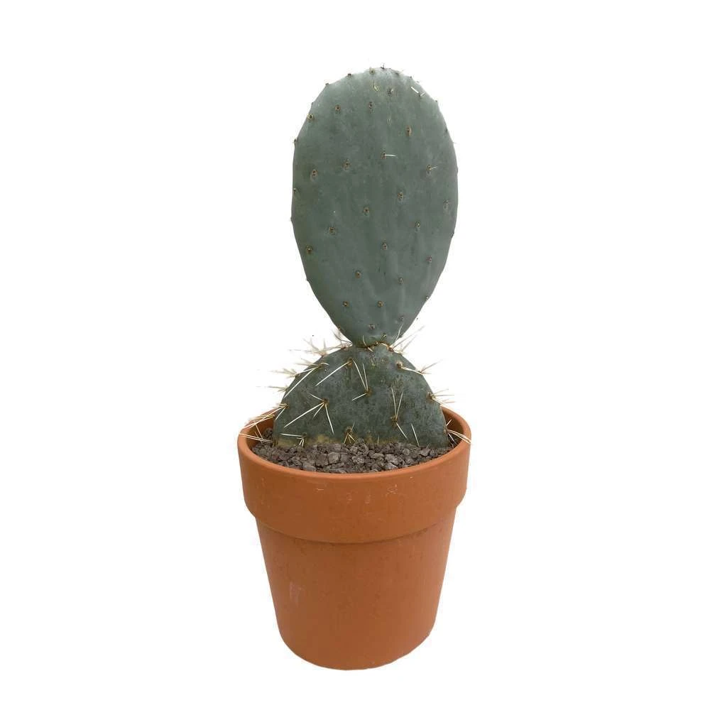 Cactus : H40cm Pot Terre Cuite D20 Cm – Image 3
