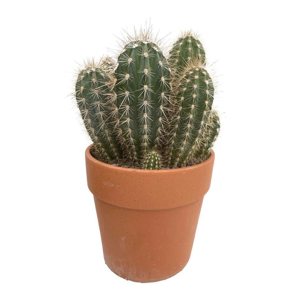 Cactus : H40cm Pot Terre Cuite D20 Cm – Image 2