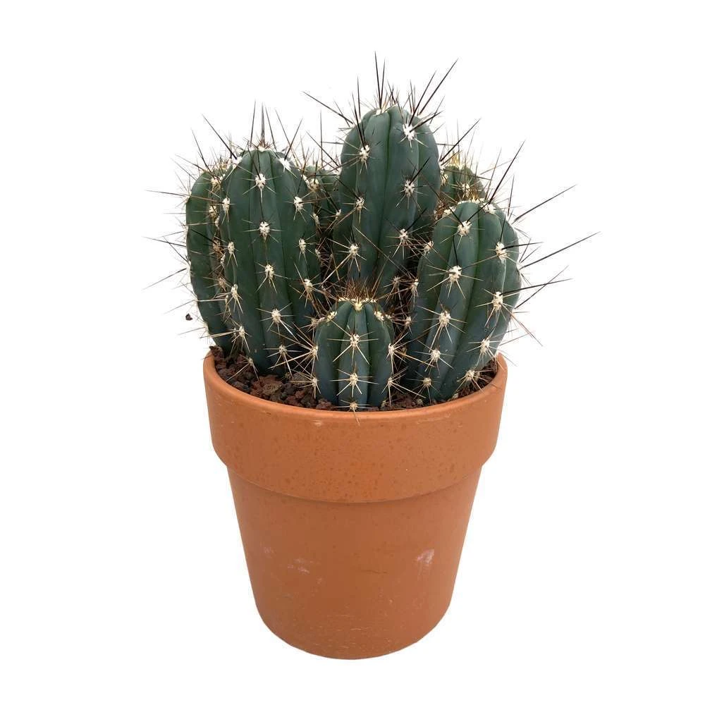 Cactus : H40cm Pot Terre Cuite D20 Cm – Image 5