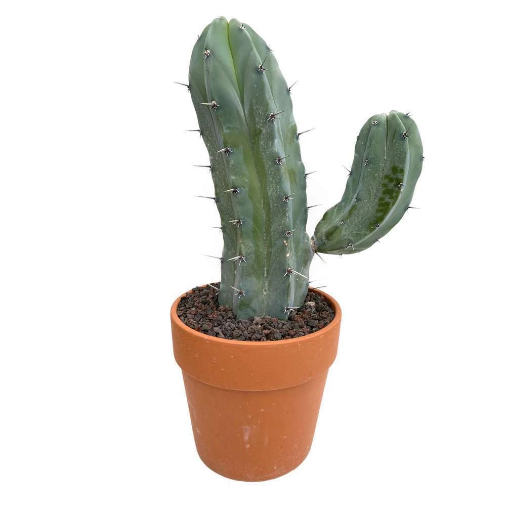 Cactus : H40cm Pot Terre Cuite D20 Cm – Image 7
