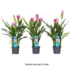 Curcuma 'Siam Splash' H50cm, Pot D13cm