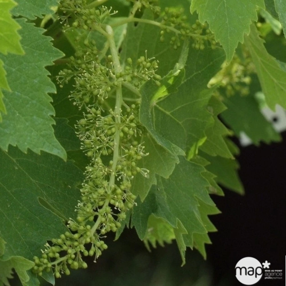 Vigne Variée : Pot 100L – Image 5
