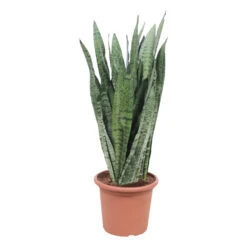 Sansevieria ' Zeylanica' H85cm : Pot D25cm