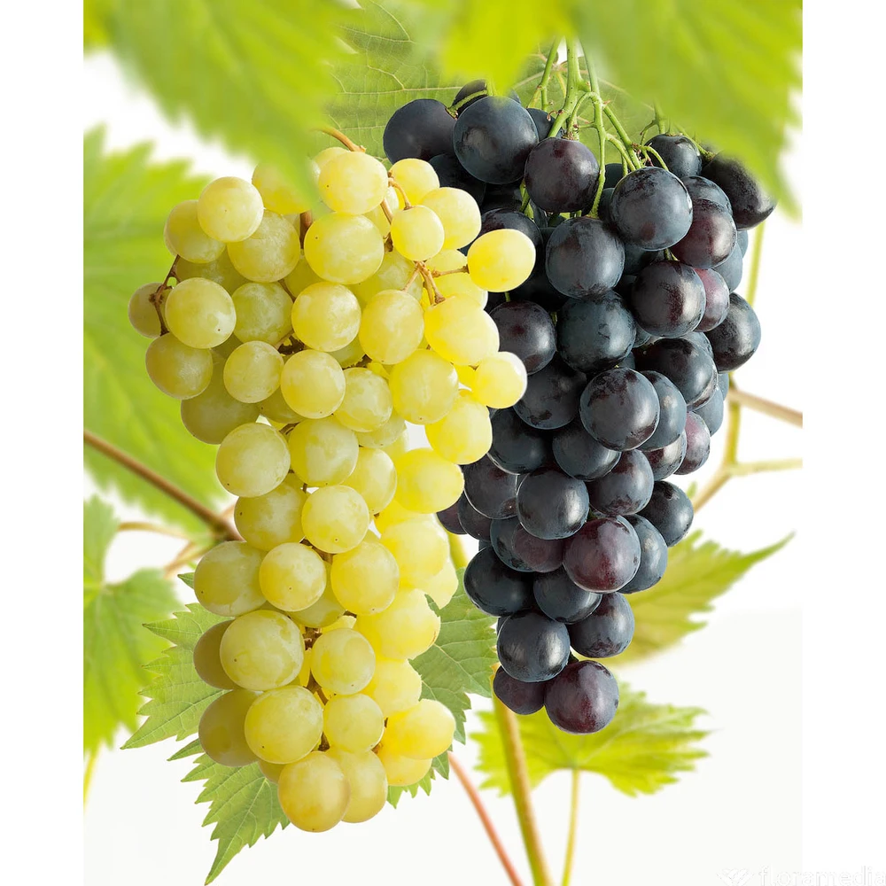 Vigne Variée : Pot 100L