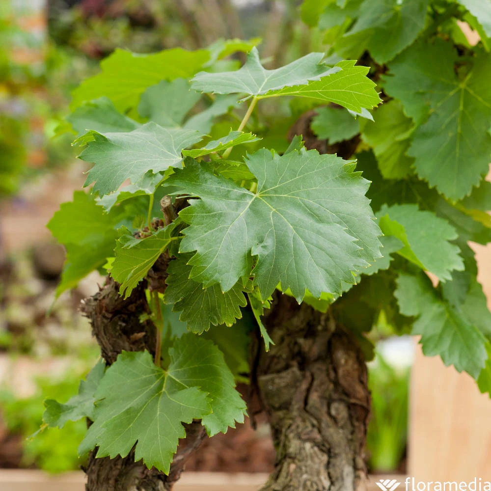 Vigne Variée : Pot 100L – Image 2
