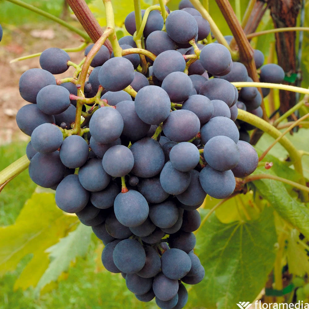 Vigne Variée : Pot 100L – Image 4