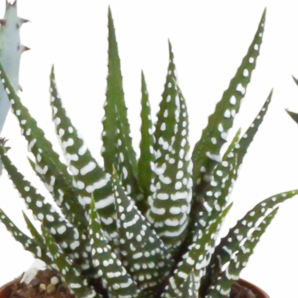 Gasteria, Haworthia Et Leurs Caches-pots, Box De 5 Plantes - H11cm, ø6,5cm - Plantes D'intérieur – Image 5