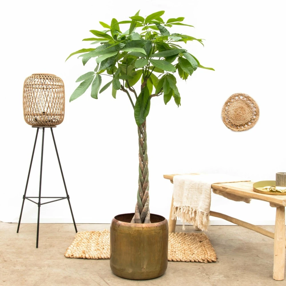 Pachira Aquatica - H150cm, ø30cm - Très Grande Plante D'intérieur – Image 3