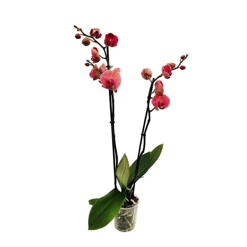 Orchidée Phalaeonopsis 2 Tiges - Pot D.12 Cm – Image 5