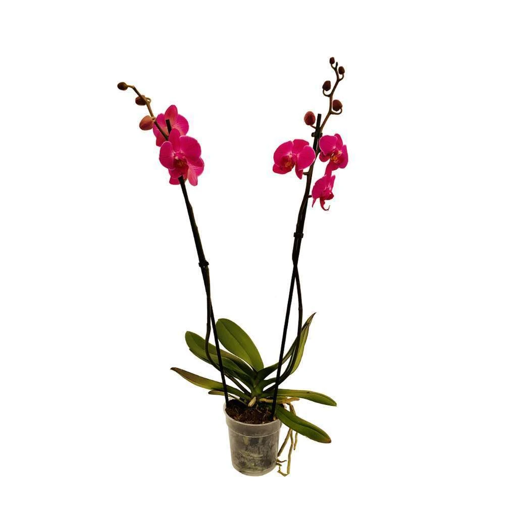 Orchidée Phalaeonopsis 2 Tiges - Pot D.12 Cm – Image 6