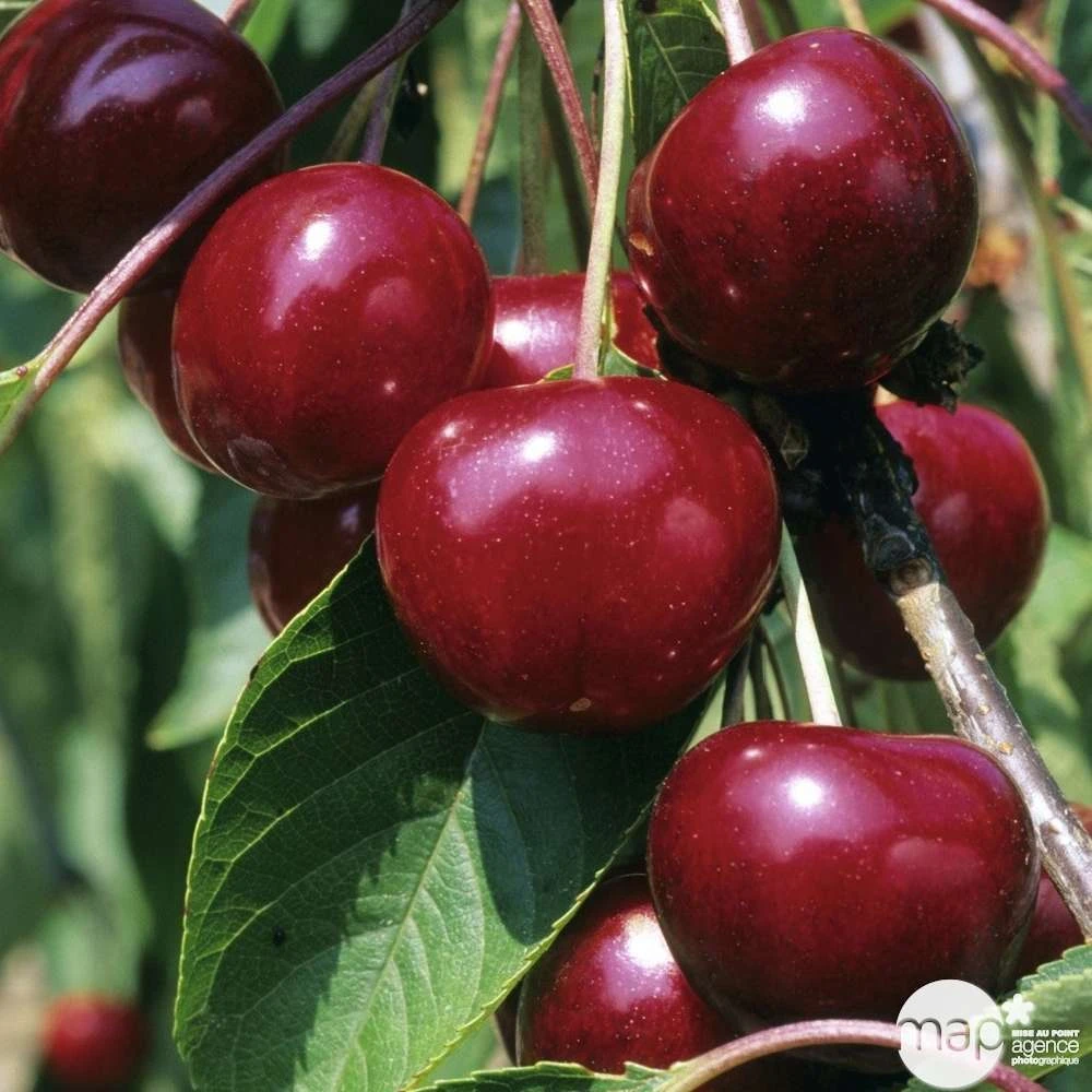 Cerisier Griotte Montmorency : ½ Tige, 4-5 Ans, H 170-180 Cm – Image 3