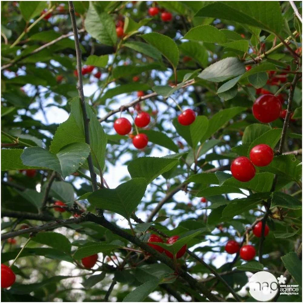 Cerisier Griotte Montmorency : ½ Tige, 4-5 Ans, H 170-180 Cm – Image 4