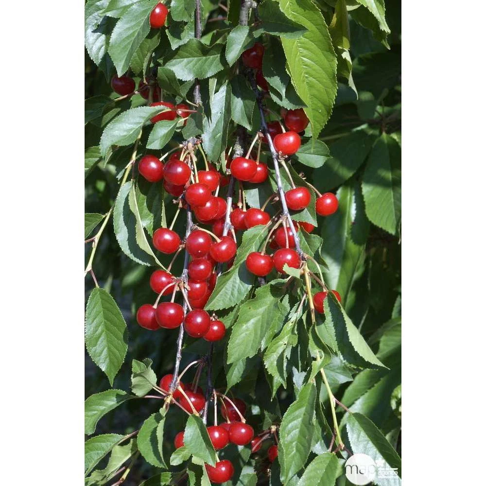 Cerisier Griotte Montmorency : ½ Tige, 4-5 Ans, H 170-180 Cm – Image 6