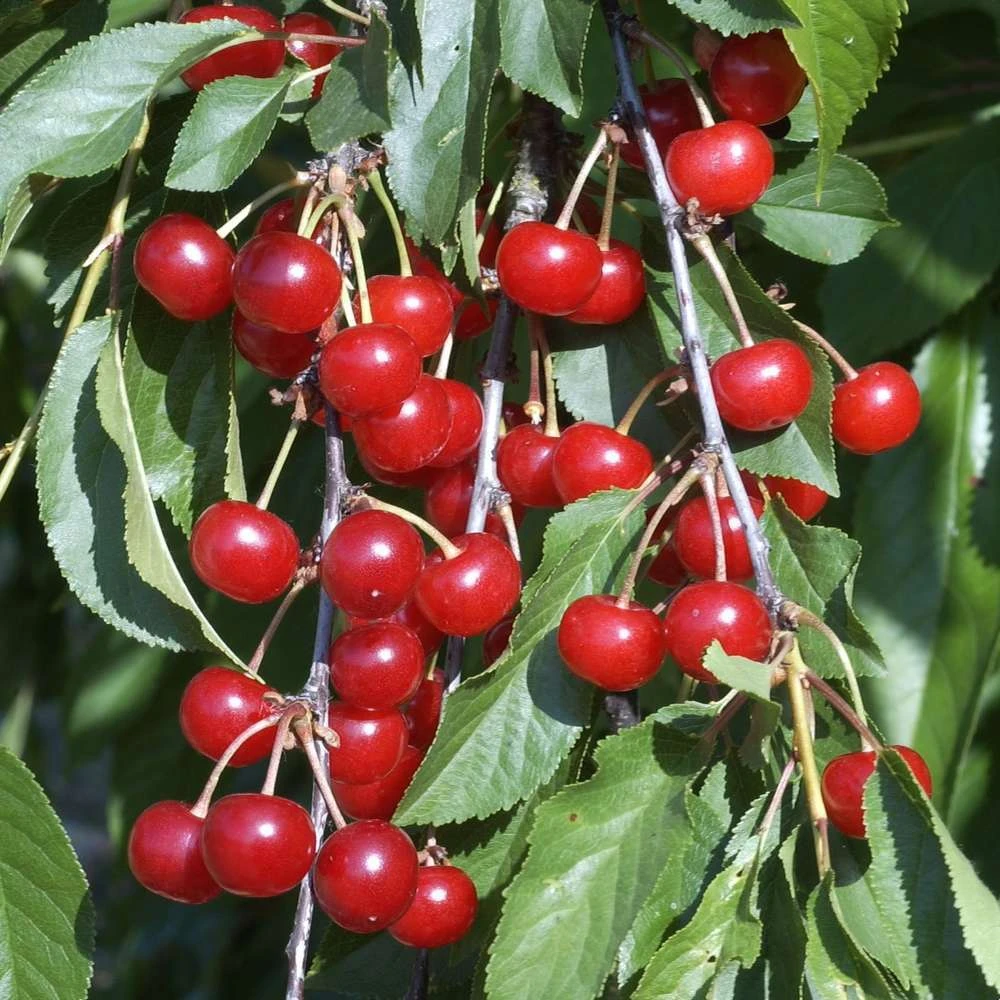 Cerisier Griotte Montmorency : ½ Tige, 4-5 Ans, H 170-180 Cm – Image 7