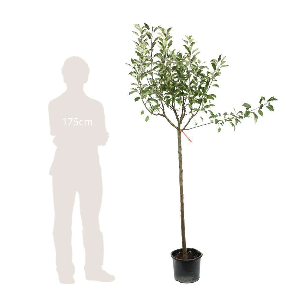 Pommier Melrose : ½ Tige, 4-5 Ans, H 170-180 Cm – Image 3