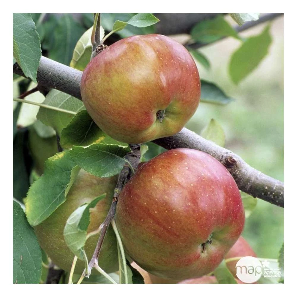 Pommier Melrose : ½ Tige, 4-5 Ans, H 170-180 Cm – Image 5