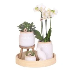 Ensemble Complet De Plantes Vertes Blanches Vintage Avec Orchidée Phalaenopsis Blanche Dans Un Pot Décoratif Vintage