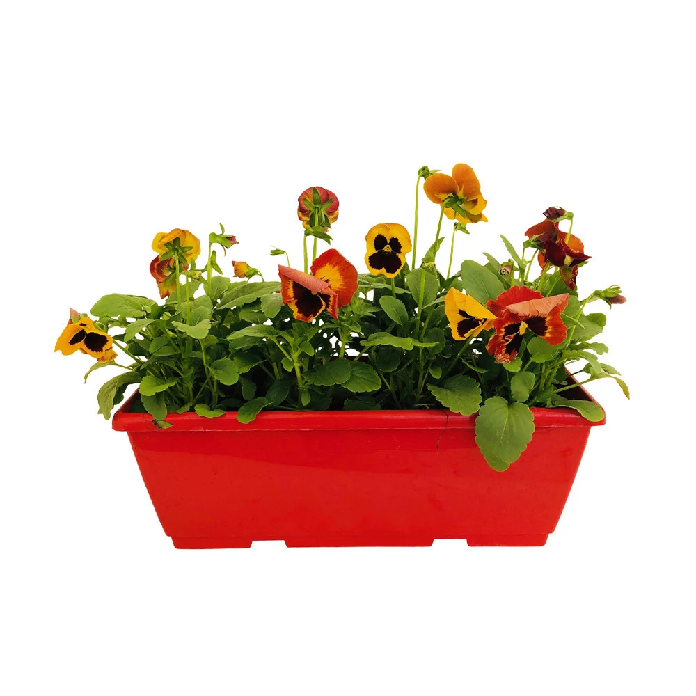 Pensée : Jardinière Colorée 40 Cm - Coloris Variables – Image 6