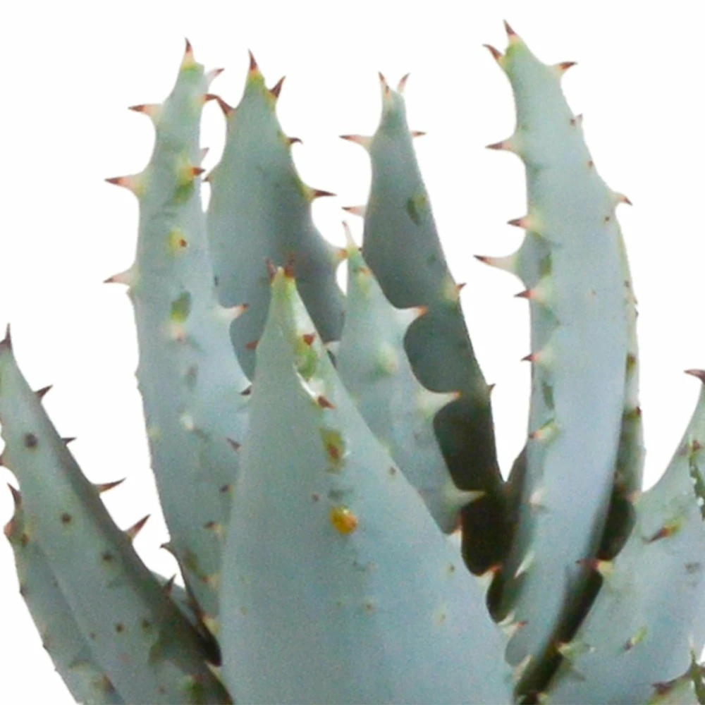 Gasteria, Haworthia Et Leurs Caches-pots, Box De 5 Plantes - H11cm, ø6,5cm - Plantes D'intérieur – Image 4