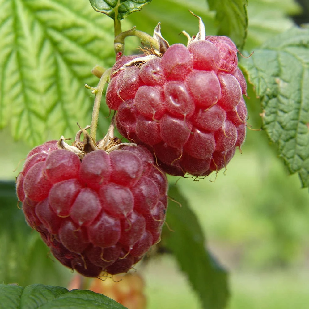 Framboisier 'Glen Ample' Bio : Pot De 3 Litres – Image 3