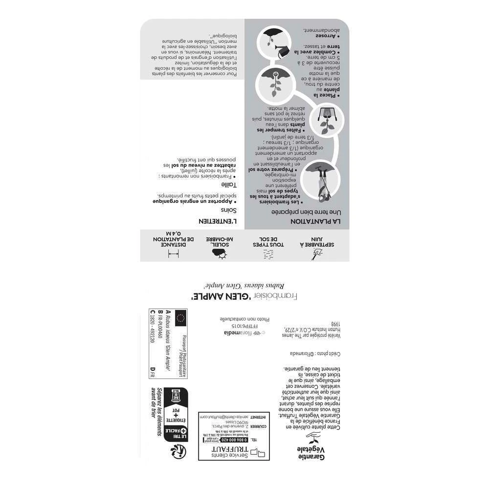 Framboisier 'Glen Ample' Bio : Pot De 3 Litres – Image 6