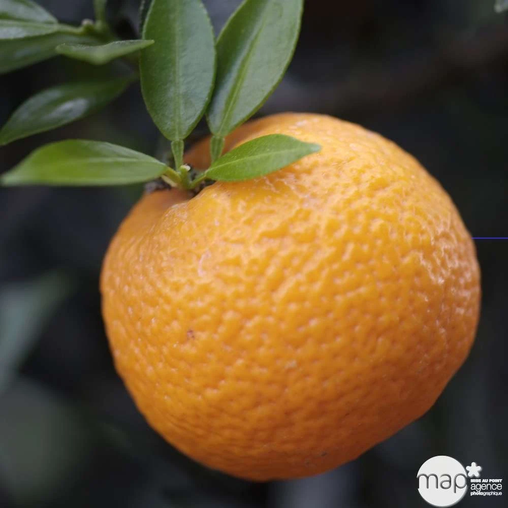 Bergamotier:AB Conteneur 3 Litres – Image 5