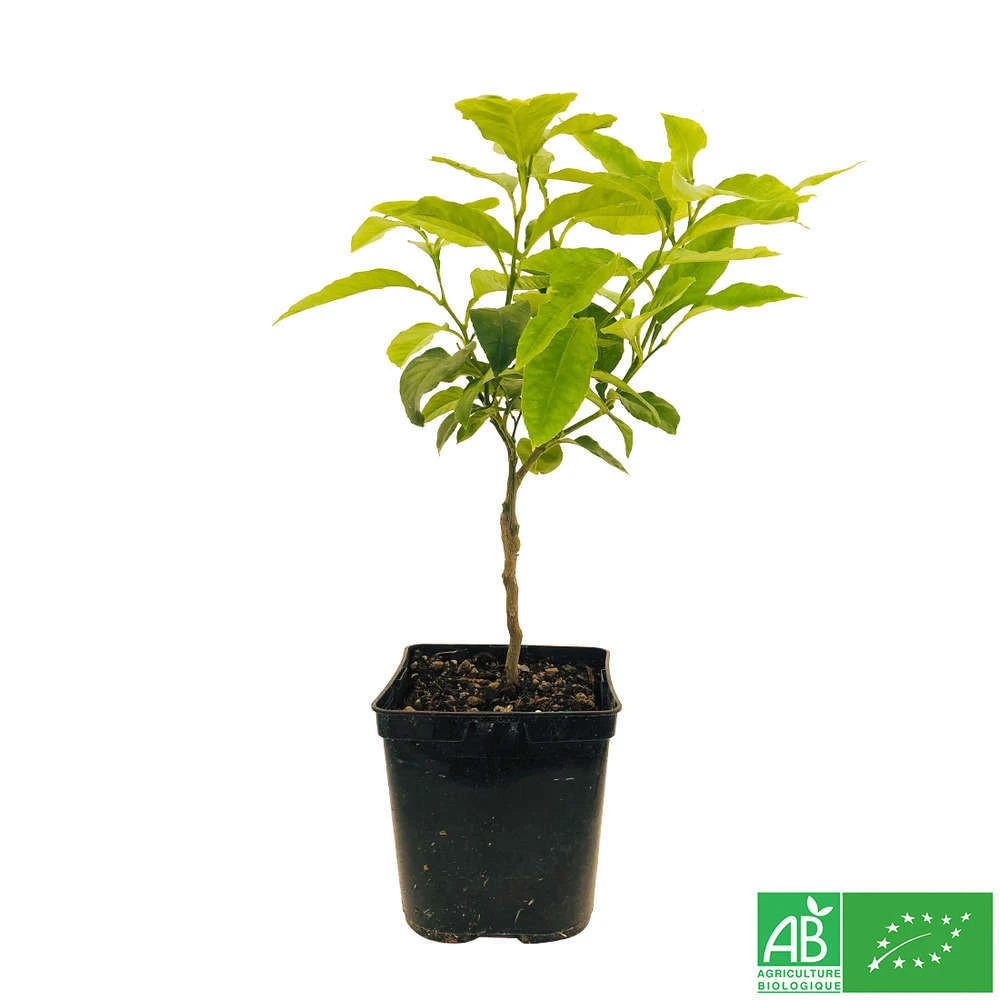 Bergamotier:AB Conteneur 3 Litres – Image 6