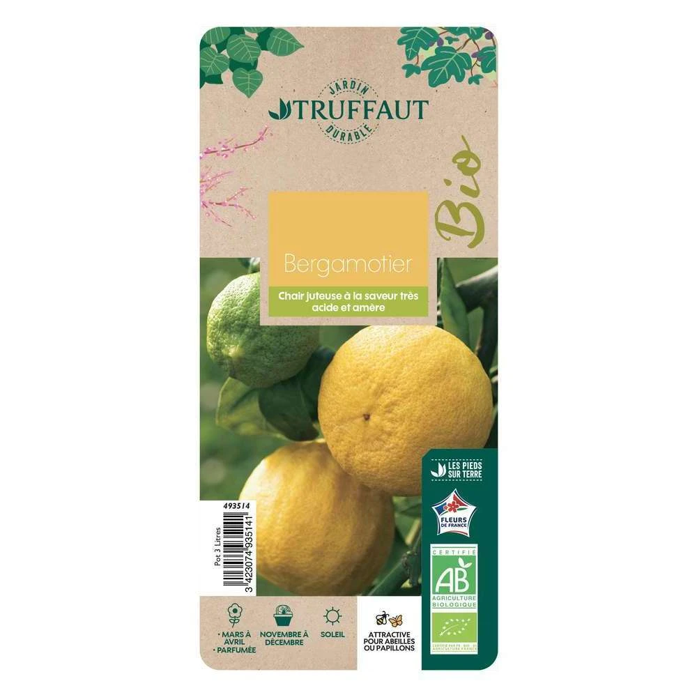 Bergamotier:AB Conteneur 3 Litres – Image 2