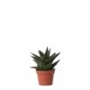 Haworthia Limifolia - ø6cm - H11cm, ø6cm - Plante D'intérieur