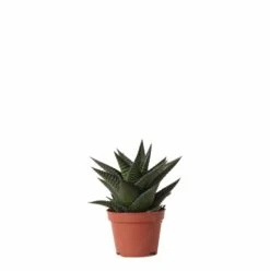 Haworthia Limifolia - ø6cm - H11cm, ø6cm - Plante D'intérieur
