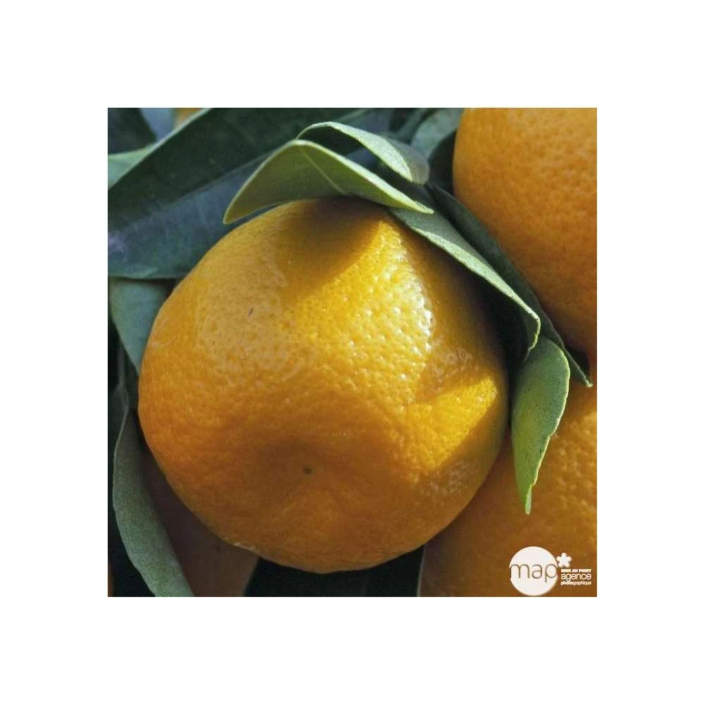 Agrumes XXL: C 5L - Variétés Variables – Image 2