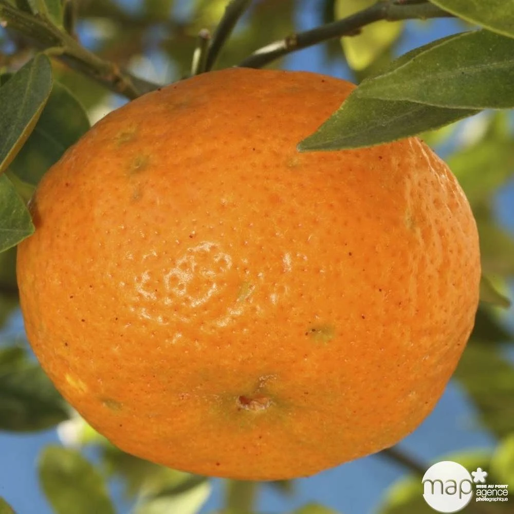 Agrumes XXL: C 5L - Variétés Variables – Image 3