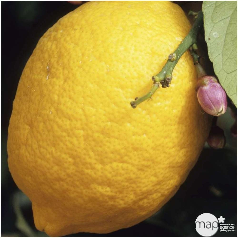Agrumes XXL: C 5L - Variétés Variables – Image 4