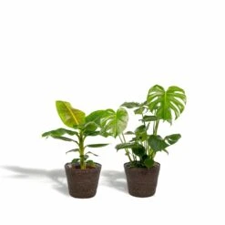 Monstera Deliciosa, Bananier Musa Et Leurs Paniers Noirs, Duo De Plantes - Grandes Plantes D'intérieur