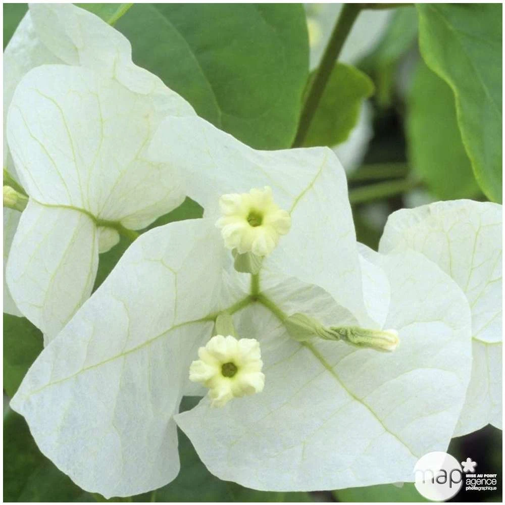 Bougainvillea : Pyramide D17cm - Coloris Variables – Image 4