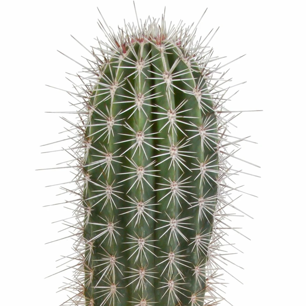 Pachycereus Pringlei - H40cm, ø17cm - Plante D'intérieur – Image 3