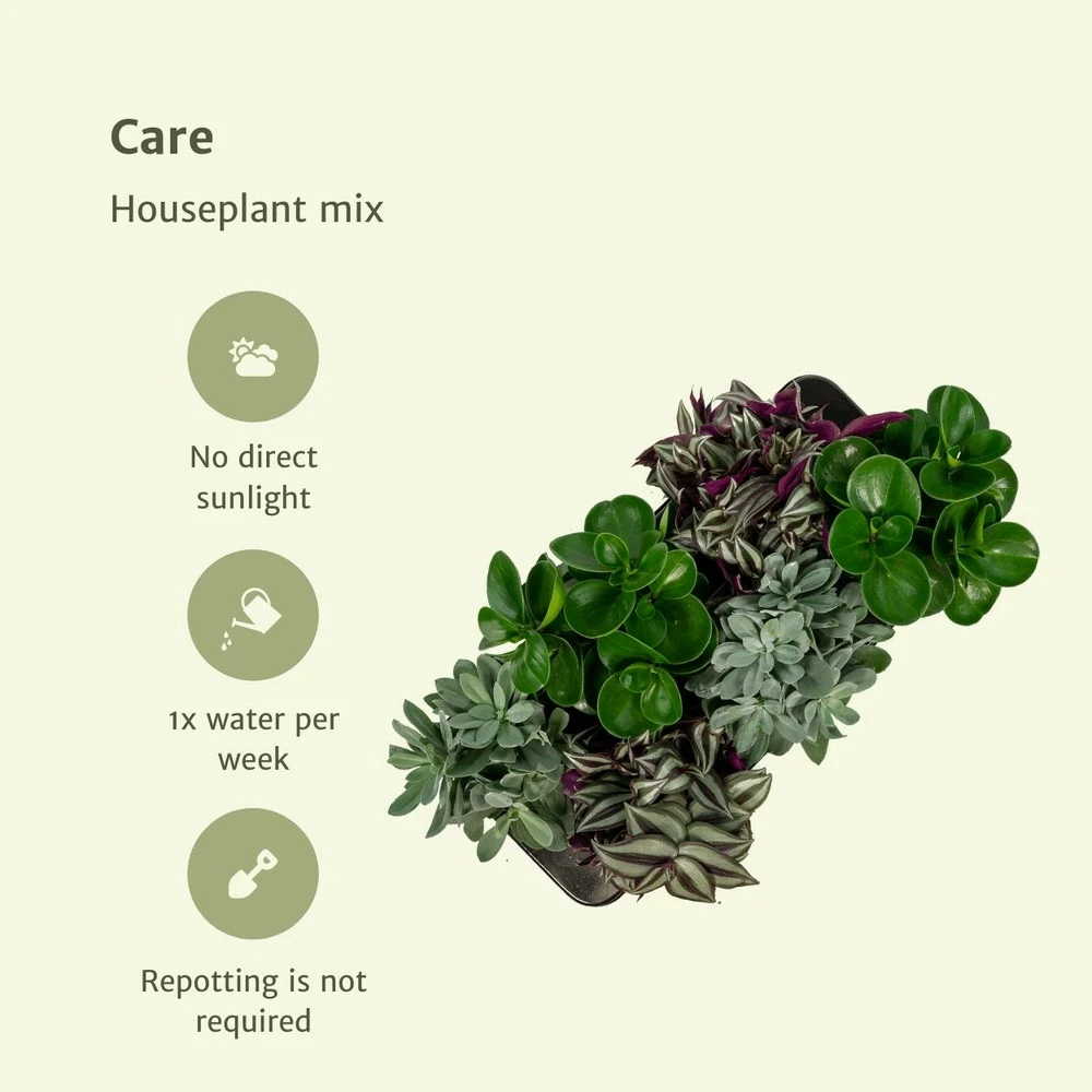 Box 6 Plantes D'intérieur - H20cm, ø12cm - Plantes D'intérieur – Image 5