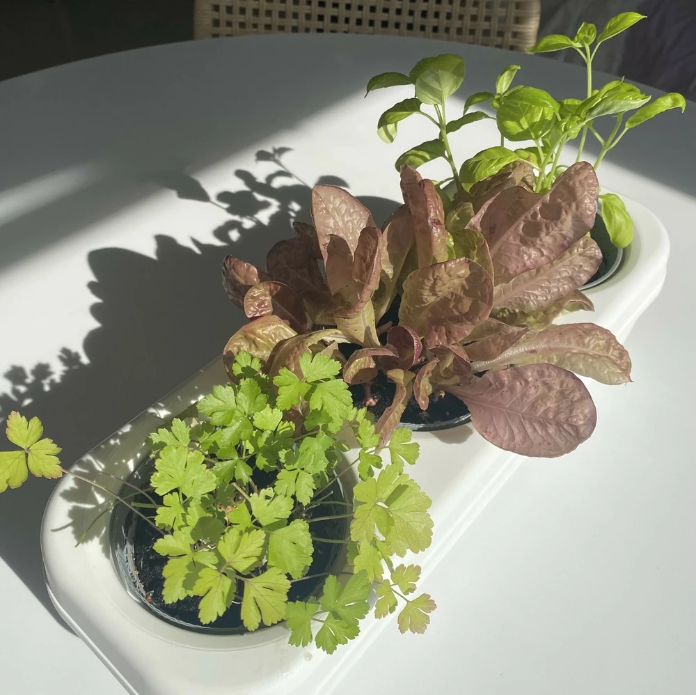 Kit Prêt à Planter - 3 Feuilles – Image 2