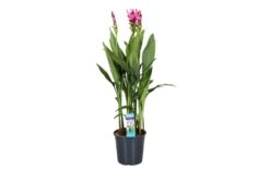 Curcuma - Pot ⌀19cm - H.80-100cm (hauteur Pot Incluse)
