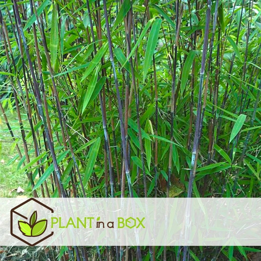 Set De 2 Bamboo "fargesia Nitida Gansu" - Pot ⌀17cm - H50-70cm (hauteur Pot In – Image 3