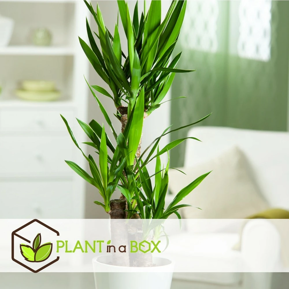 Set De 3 Mini Palmiers D'intérieur - Pot ⌀12cm - H25-40cm (hauteur Pot Incluse) – Image 5