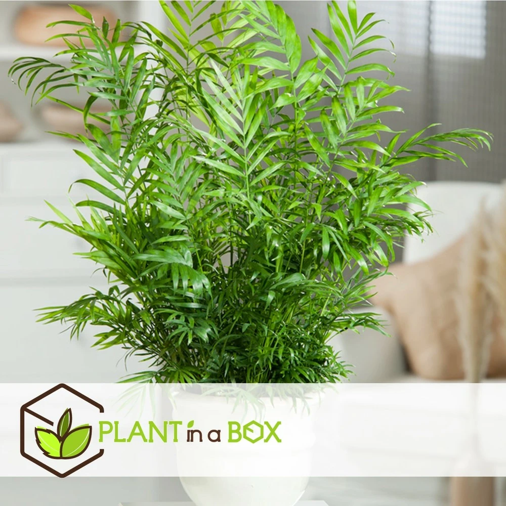 Set De 3 Mini Palmiers D'intérieur - Pot ⌀12cm - H25-40cm (hauteur Pot Incluse) – Image 6