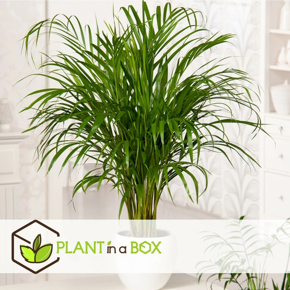 Set De 3 Mini Palmiers D'intérieur - Pot ⌀12cm - H25-40cm (hauteur Pot Incluse) – Image 7