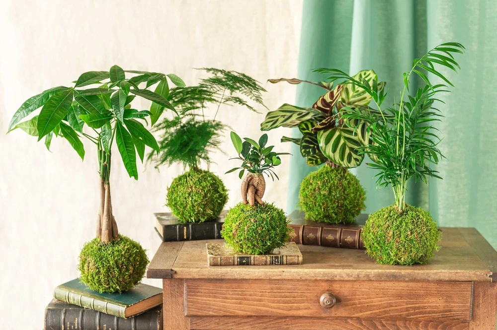 Kokedama - Ficus Tressé – Image 3
