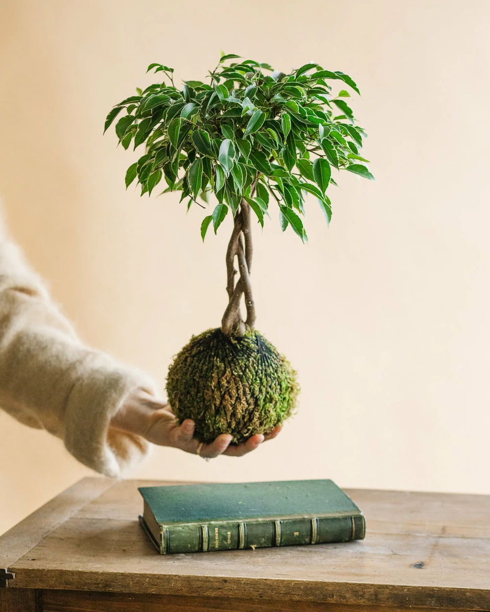 Kokedama - Ficus Tressé – Image 2