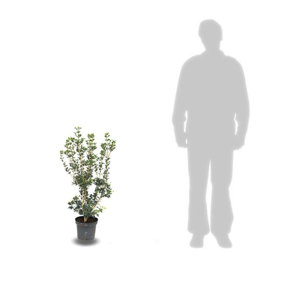 Osmanthe X Burkwoodii/pot De 7,5l - 60/80 Cm – Image 2